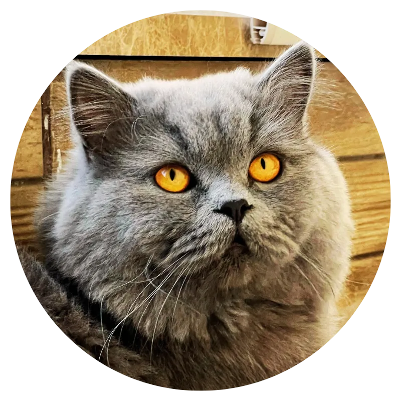 Leoscuk Profile